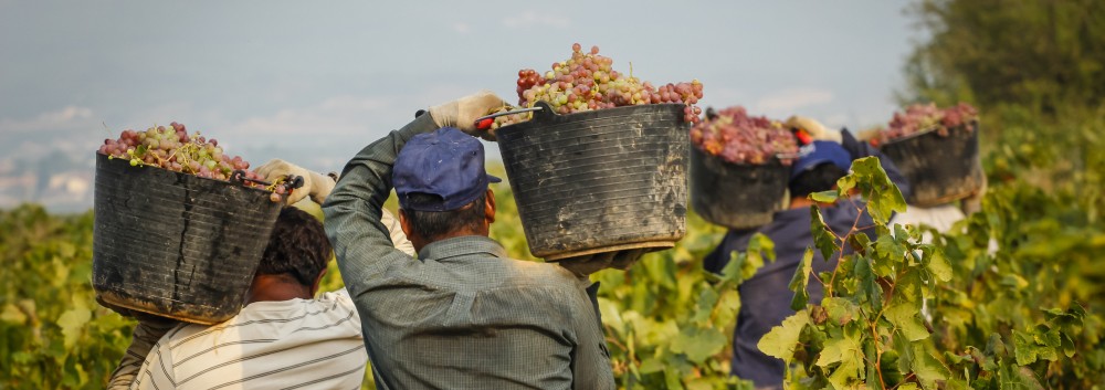 Harvesting Grapes in La Rioja Vineyards