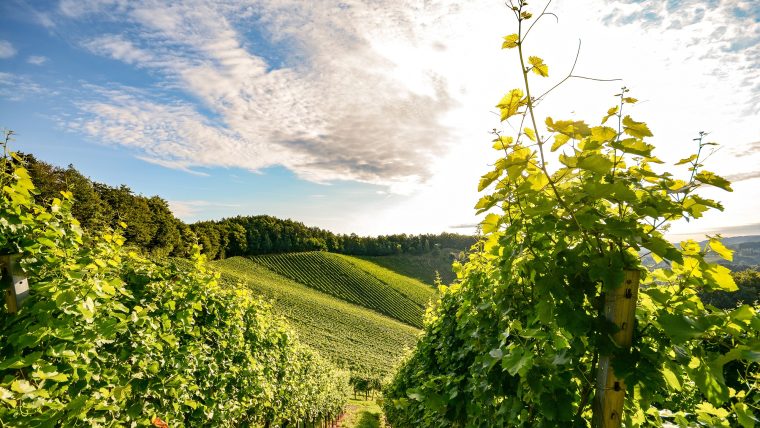 Spanish Grape Varietals