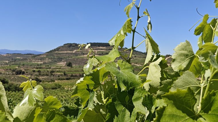 Spanish Organic Wines