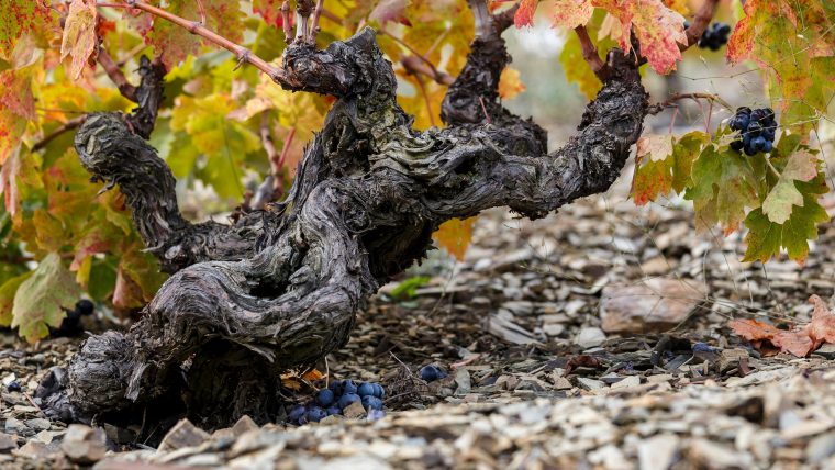 Priorat Wine Classifications & types