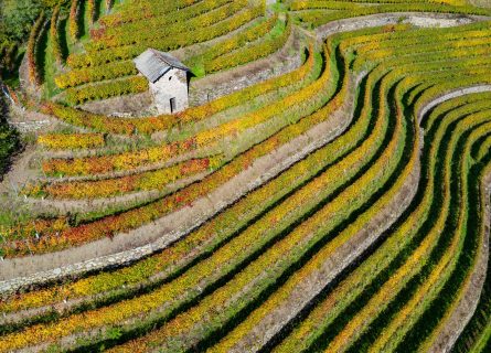 Valtellina’s Vertical Challenge: Nebbiolo from the Alps