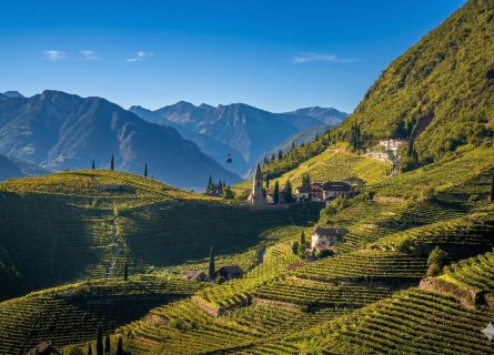 The Alpine Wines of Trentino: Mountain Elegance and Terroir