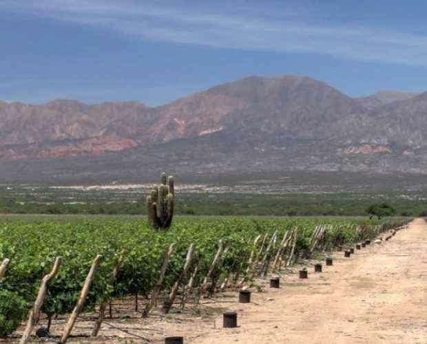 Catamarca Wine Region Guide