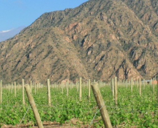 La Rioja (Argentina) Wine Region Guide