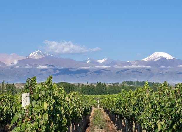 Mendoza Wine Region Guide