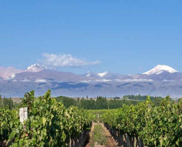 Uco Valley Wine Region Guide