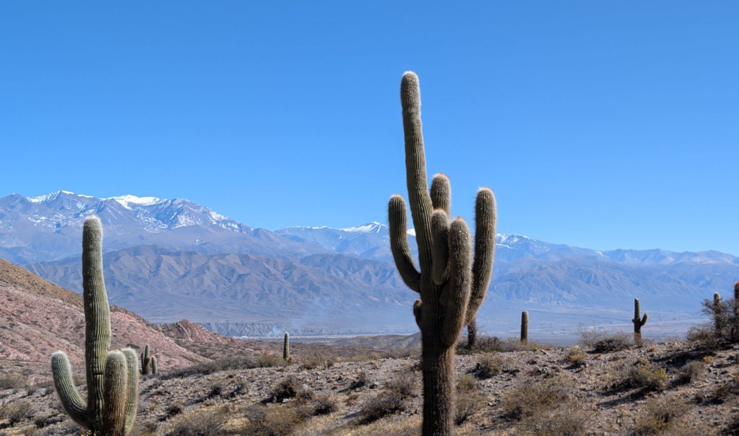 Cactus, Los Cardones National Park