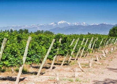 Mendoza Vineyards