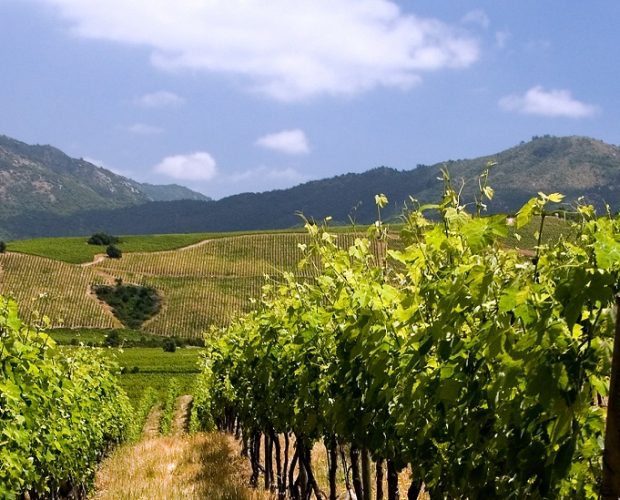Central Valley Wine Region Guide