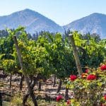 Chile Wine Tour