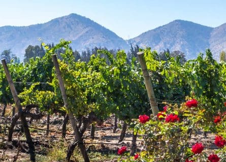 Chile Wine Tour