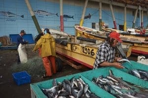 Local fisherman cleaning and sorting fish Local fisherman cleaning and sorting fish