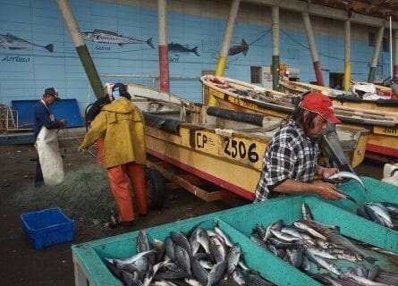 Local fisherman cleaning and sorting fish