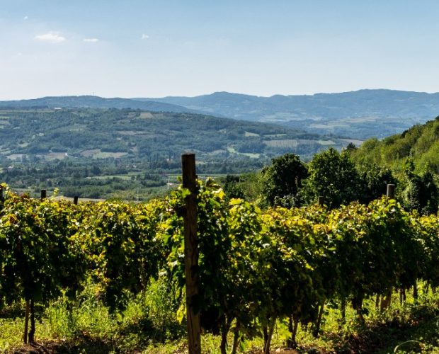 Bío Bío Wine Region Guide