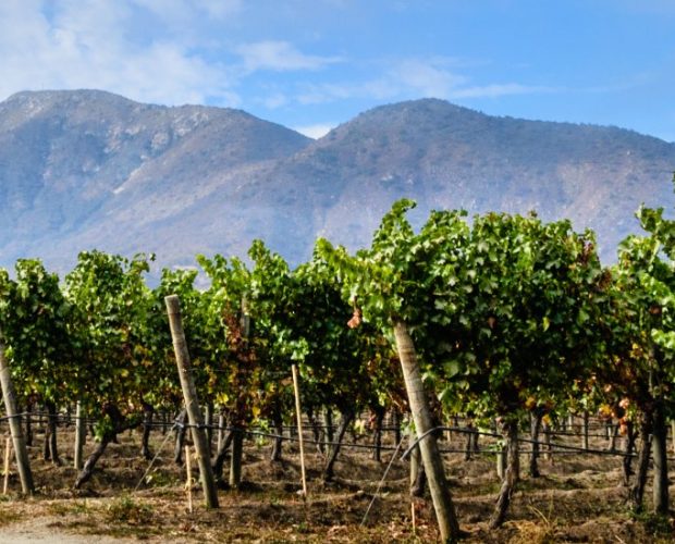 Casablanca Wine Region Guide