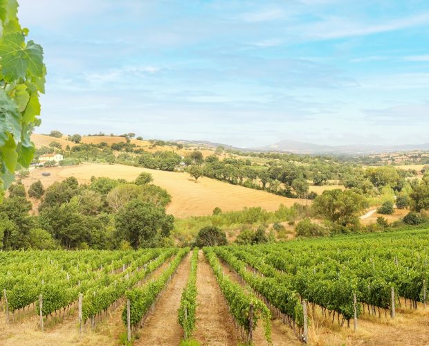 Itata Wine Region Guide