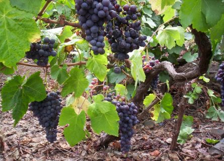 In Chile’s Itata Valley, artisan winemakers revive País—Spain’s extinct Listán Prieto—showing its quality through low-yield, small-scale farming.