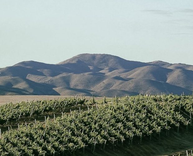 Limari Valley Wine Region Guide