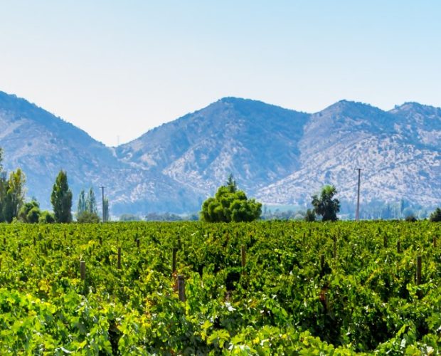 Maipo Wine Region Guide