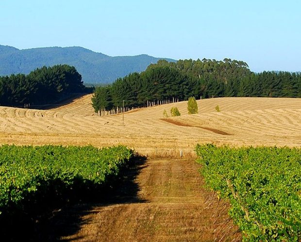 Malleco Wine Region Guide