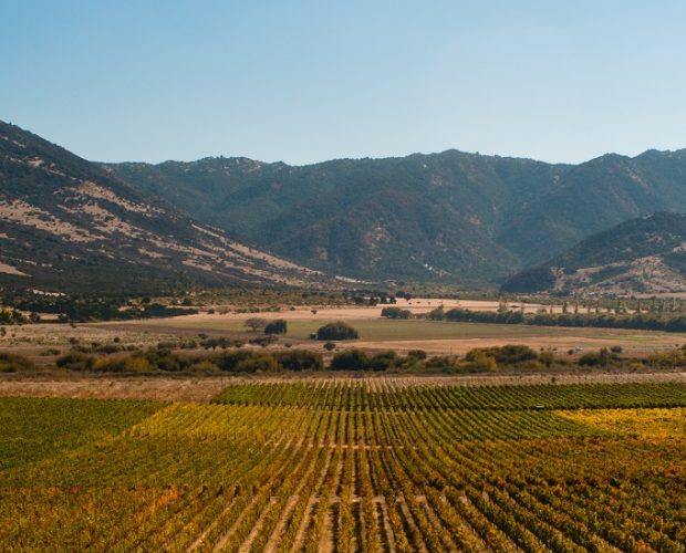 Maule Wine Region Guide