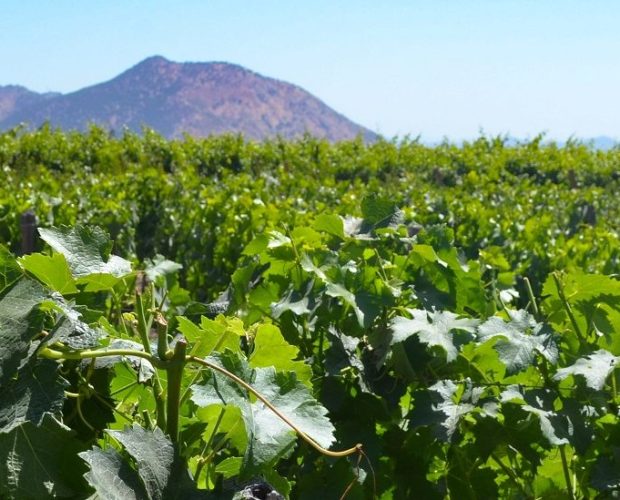 Rapel Valley Wine Region Guide