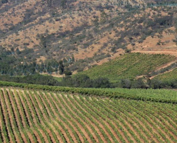 San Antonio Valley Wine Region Guide