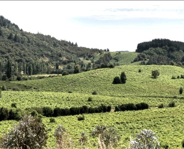 Southern (Zona Sur) Wine Regions Guide