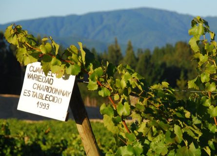 Viña Aquitania Vineyards