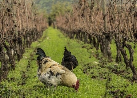 Antiyal Vineyards