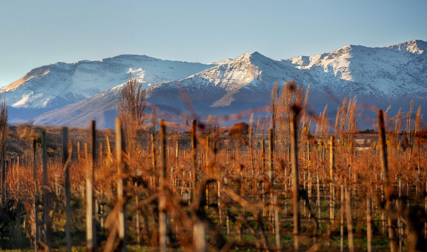 Don melchor vineyards with Andes backdrop