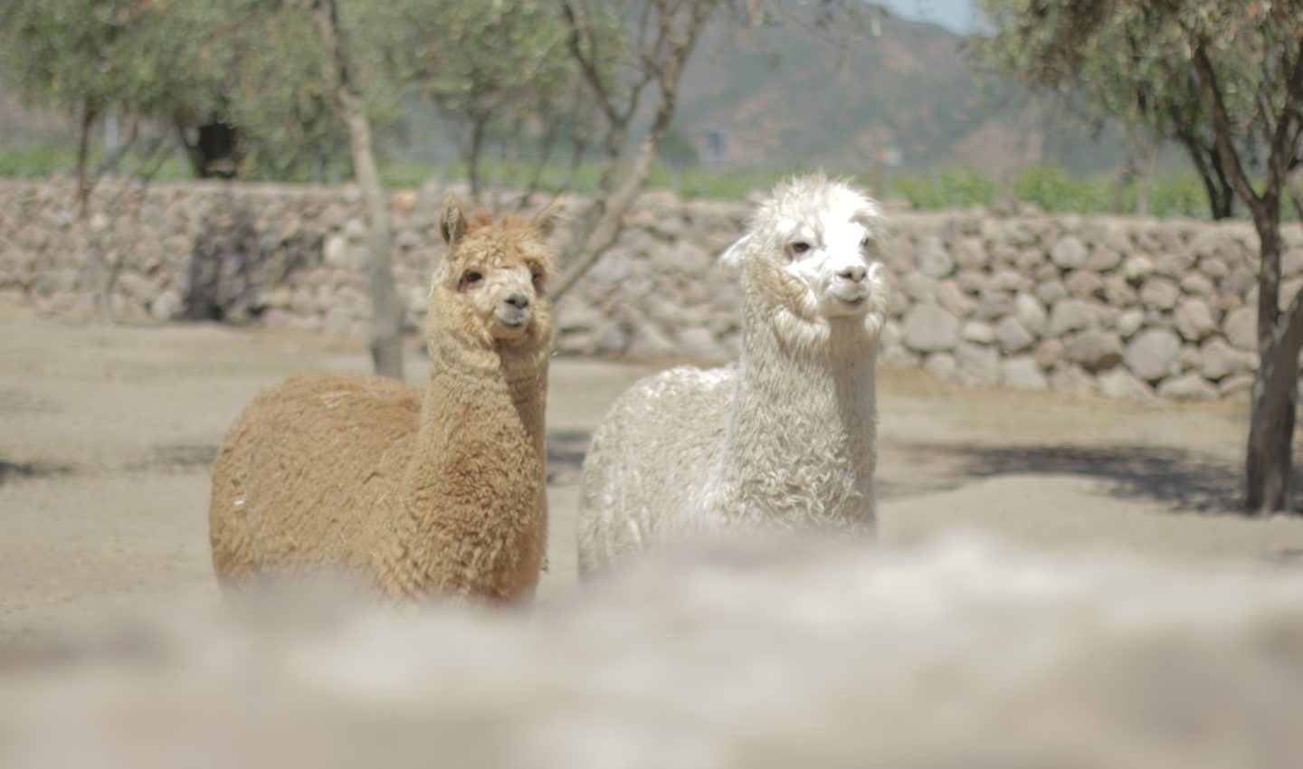 Local on lookers, Llamas