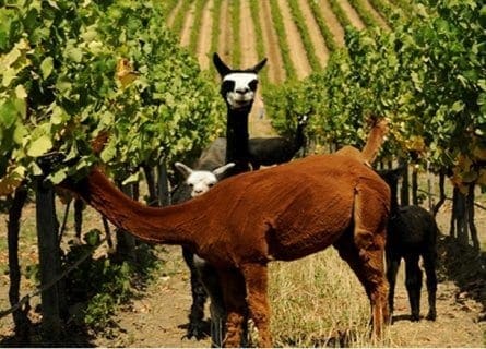 Llamas in the Matetic Vineyards