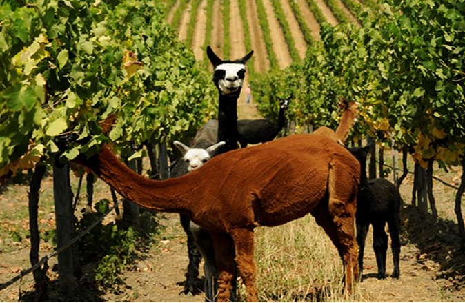 Llamas in the Matetic Vineyards