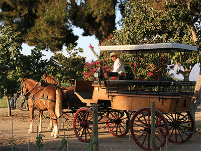 Viu Manent, horse and carriage through the vines