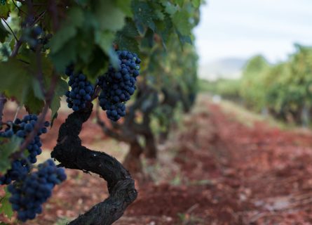 plavac mali grape plavac mali grape