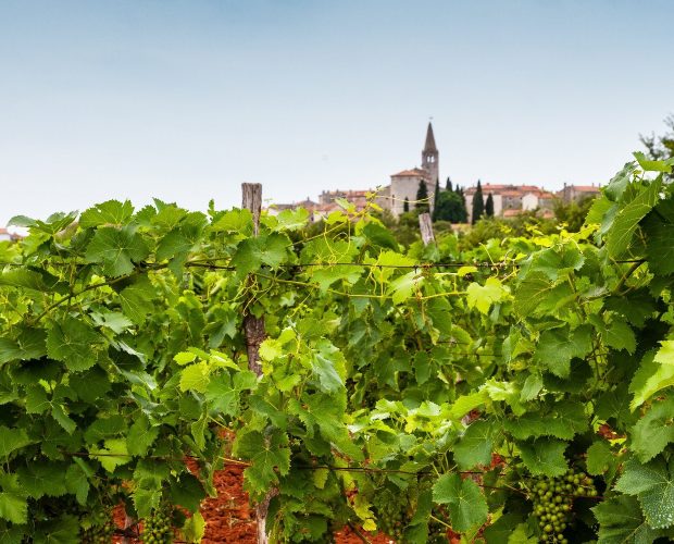 Istria & Kvarner Wine Regions Guide