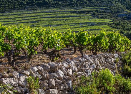 Pelješac Vineyard in Croatia, Plavac