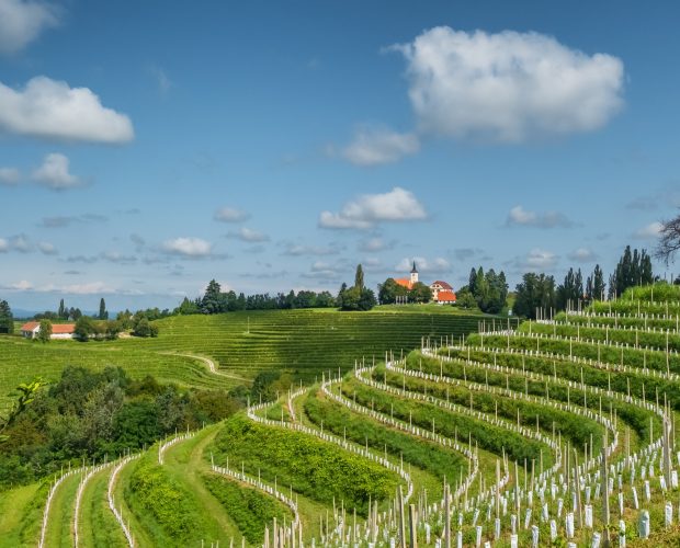 Slavonia Wine Region Guide