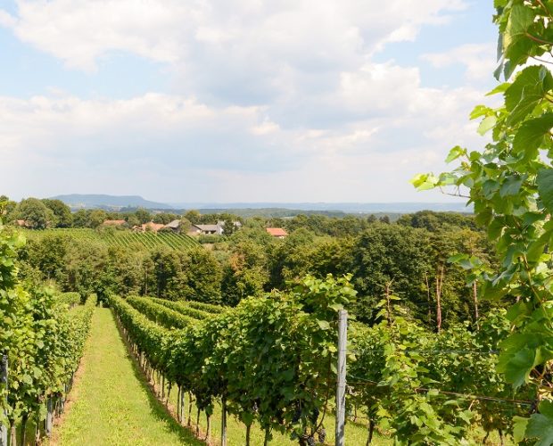 Curicó Wine Region Guide