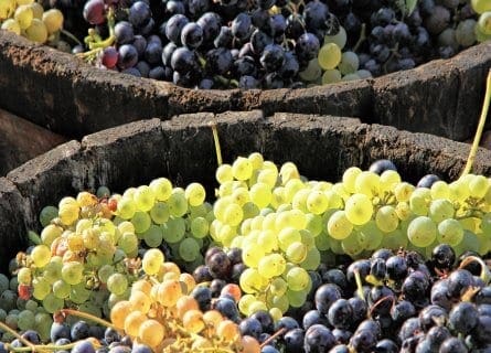 French Grape Varietals