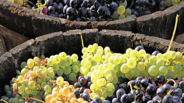 French Grape Varietals