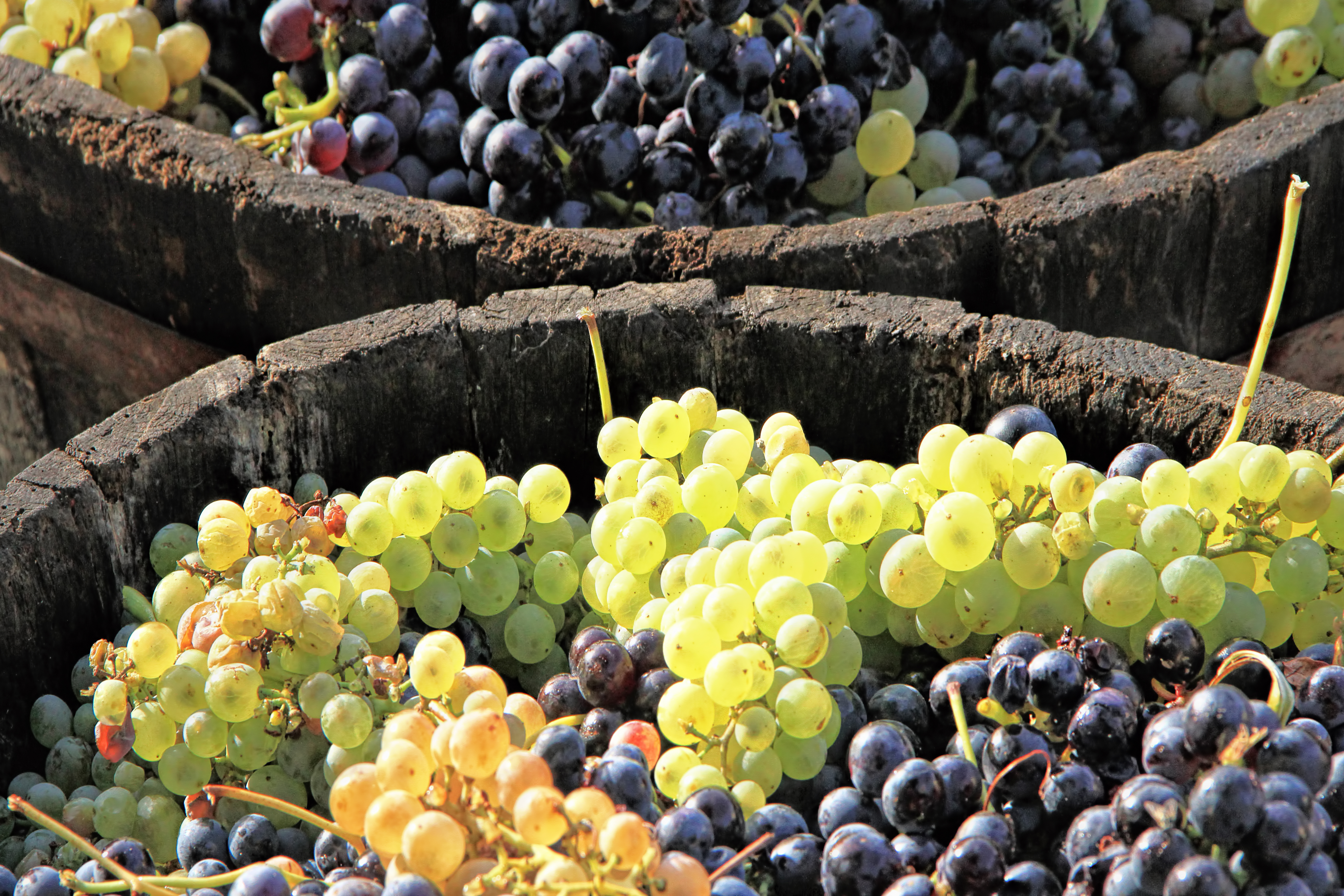 French Grape Varietals » Cellar Tours