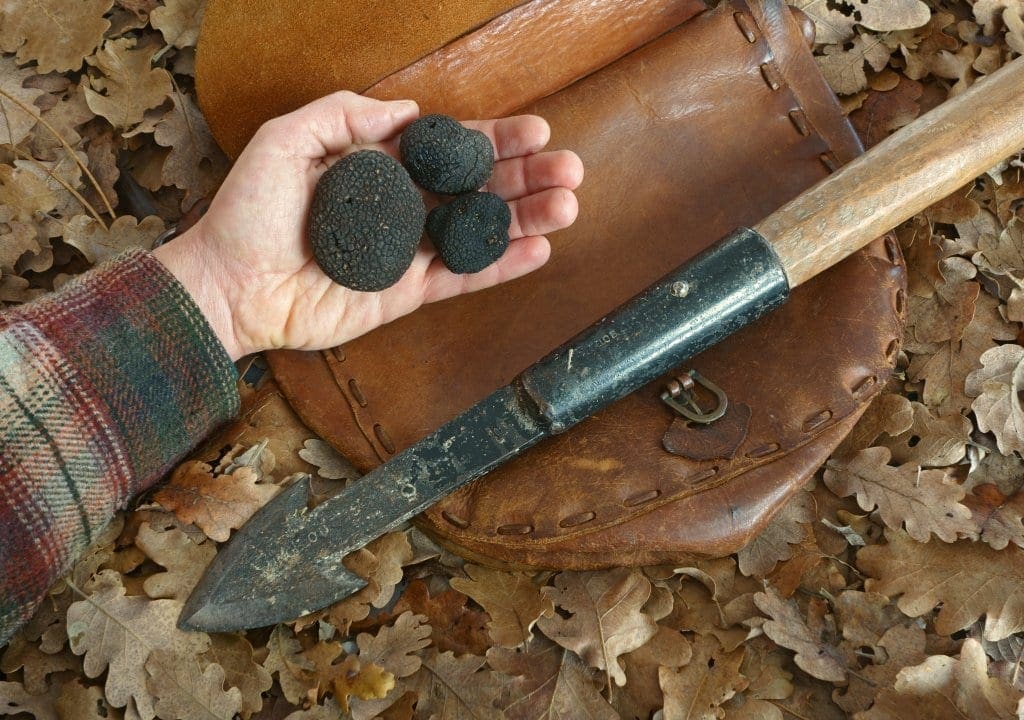 Fresh Black Truffles, Perigord