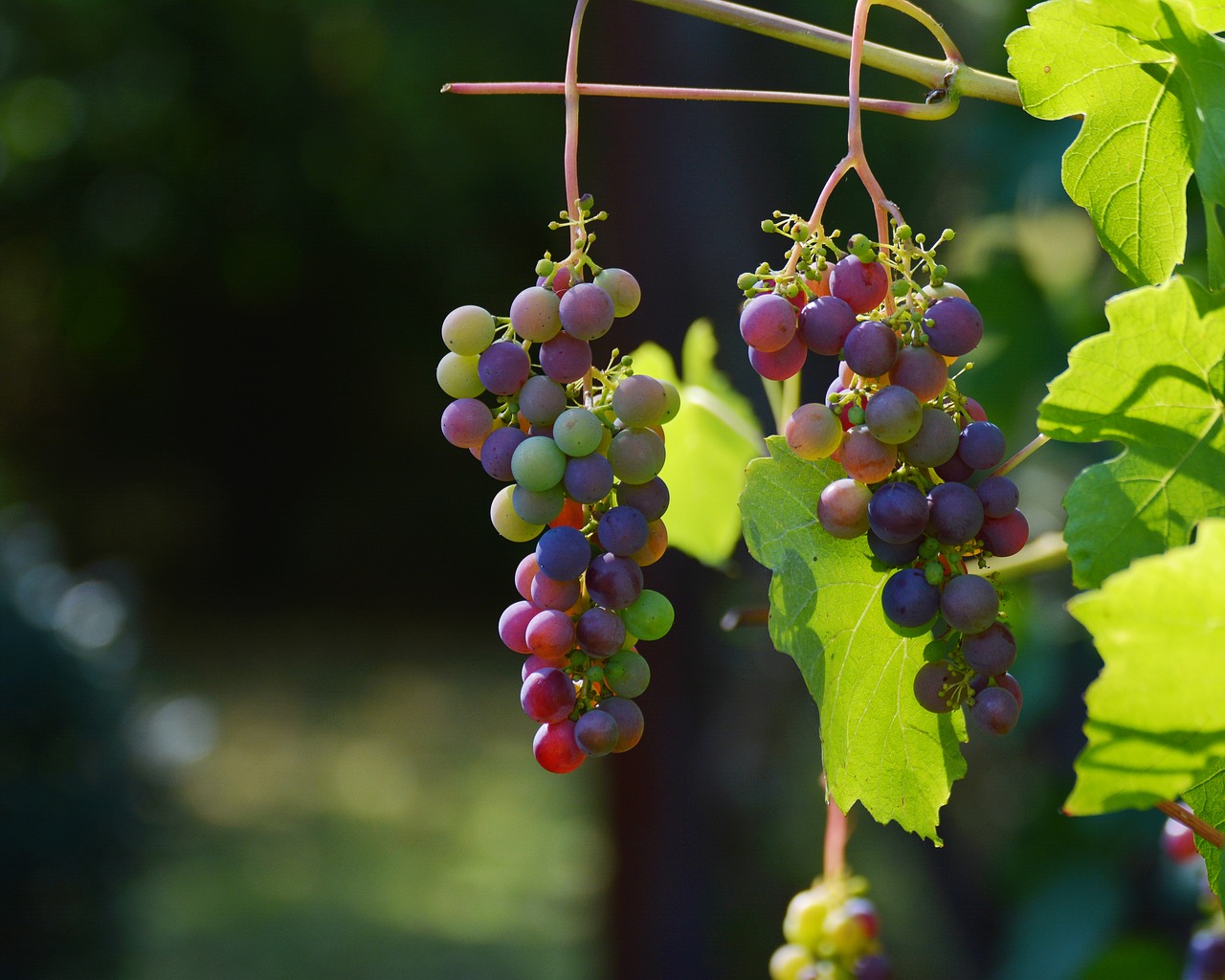 grape wine tours tuscany
