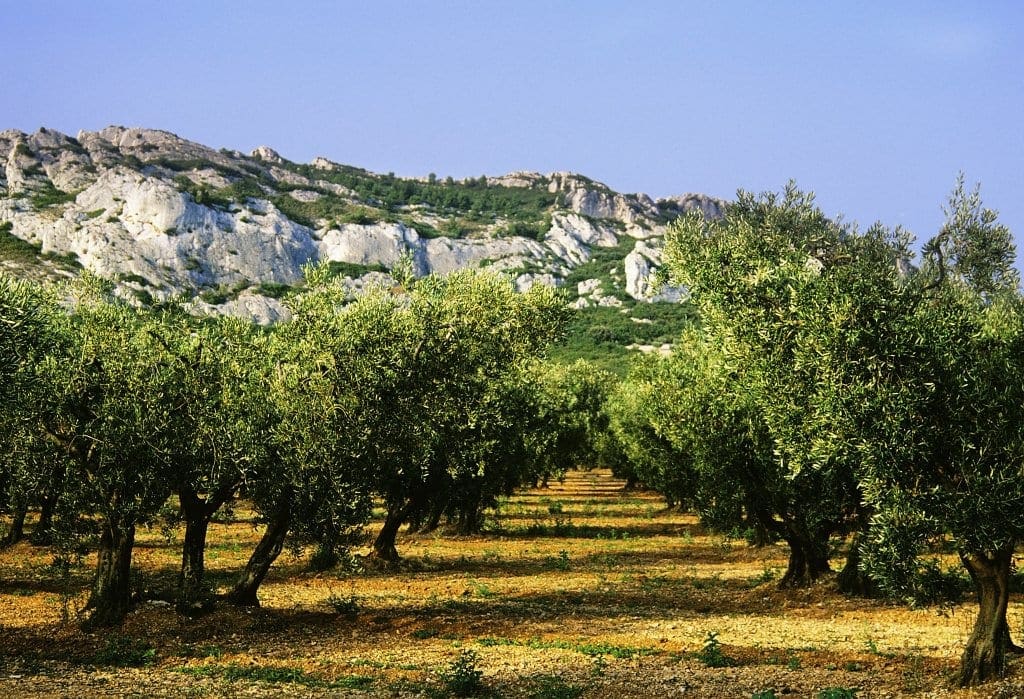 Provence Olive Grove