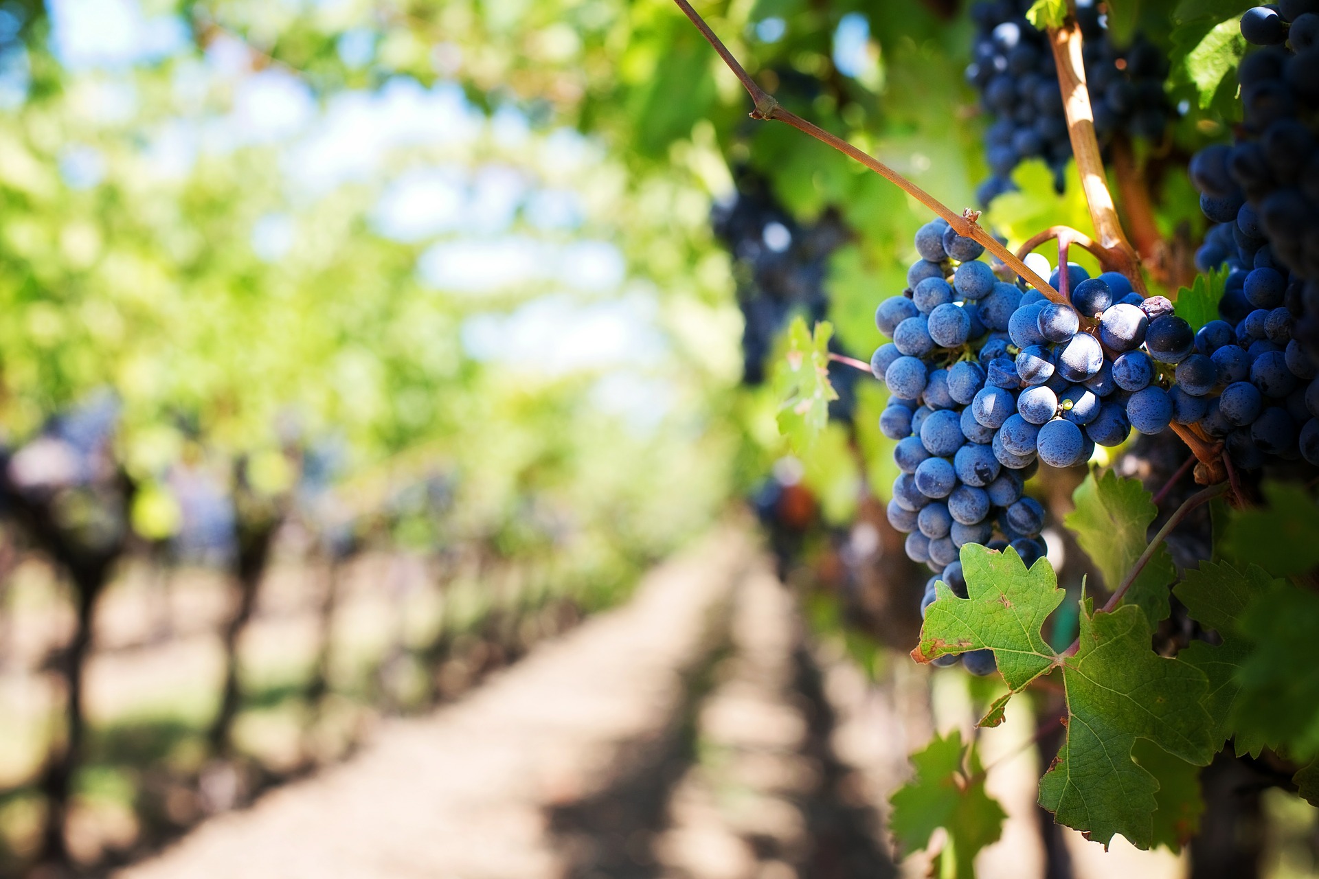 Spanish Grape Varieties / Glossary » CellarTours