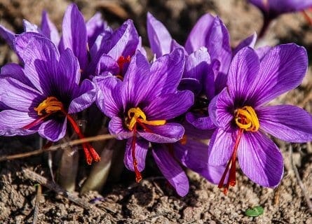 Savoring Spain’s Scarlet Treasure: Unveiling the Wonders of Spanish Saffron