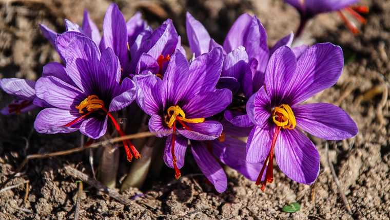 Saffron Flower