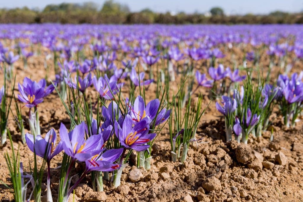 Flowering Saffron